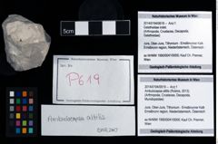Foto (Objekt + Etikett) von Ambulocapsa altilis (Robins, 2013)  (NHMW-GEO-2014-0194-0619)